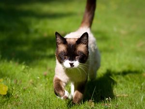 Preview wallpaper cat, squinting, grass, siamese, walking, sunshine