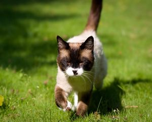 Preview wallpaper cat, squinting, grass, siamese, walking, sunshine