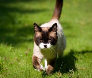 Preview wallpaper cat, squinting, grass, siamese, walking, sunshine