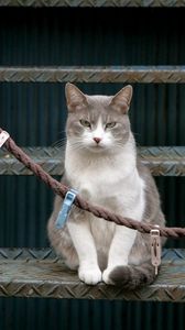 Preview wallpaper cat, stairs, sit, clothespins