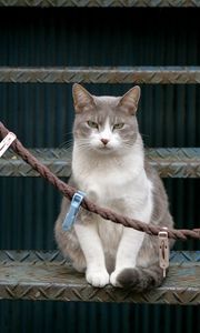 Preview wallpaper cat, stairs, sit, clothespins