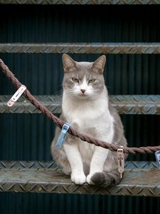 Preview wallpaper cat, stairs, sit, clothespins