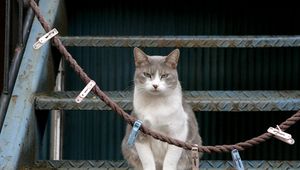 Preview wallpaper cat, stairs, sit, clothespins