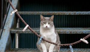 Preview wallpaper cat, stairs, sit, clothespins