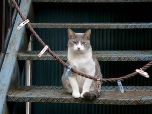 Preview wallpaper cat, stairs, sit, clothespins