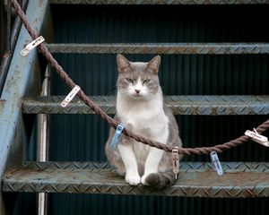 Preview wallpaper cat, stairs, sit, clothespins