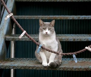 Preview wallpaper cat, stairs, sit, clothespins