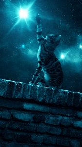Preview wallpaper cat, starry sky, night, stars, paw