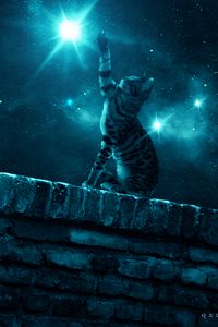 Preview wallpaper cat, starry sky, night, stars, paw