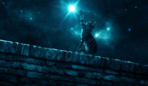 Preview wallpaper cat, starry sky, night, stars, paw