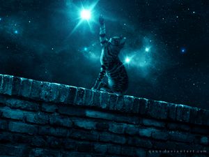 Preview wallpaper cat, starry sky, night, stars, paw
