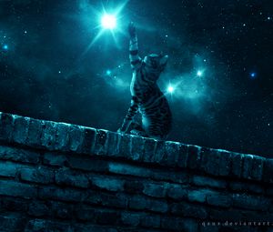 Preview wallpaper cat, starry sky, night, stars, paw