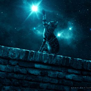 Preview wallpaper cat, starry sky, night, stars, paw