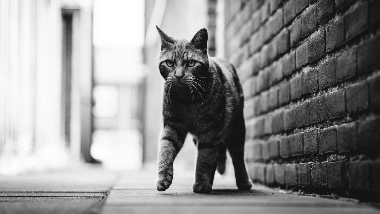 Wallpaper cat, step, bw, glance, pet, animal