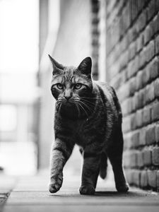 Preview wallpaper cat, step, bw, glance, pet, animal