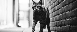 Preview wallpaper cat, step, bw, glance, pet, animal