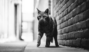 Preview wallpaper cat, step, bw, glance, pet, animal