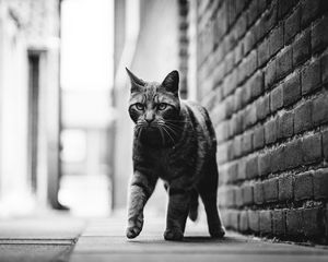 Preview wallpaper cat, step, bw, glance, pet, animal