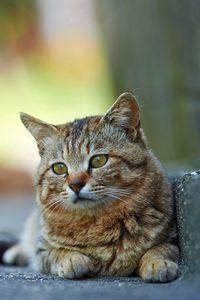 Preview wallpaper cat, street, lying, striped