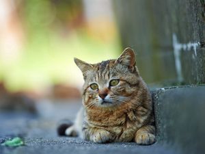 Preview wallpaper cat, street, lying, striped