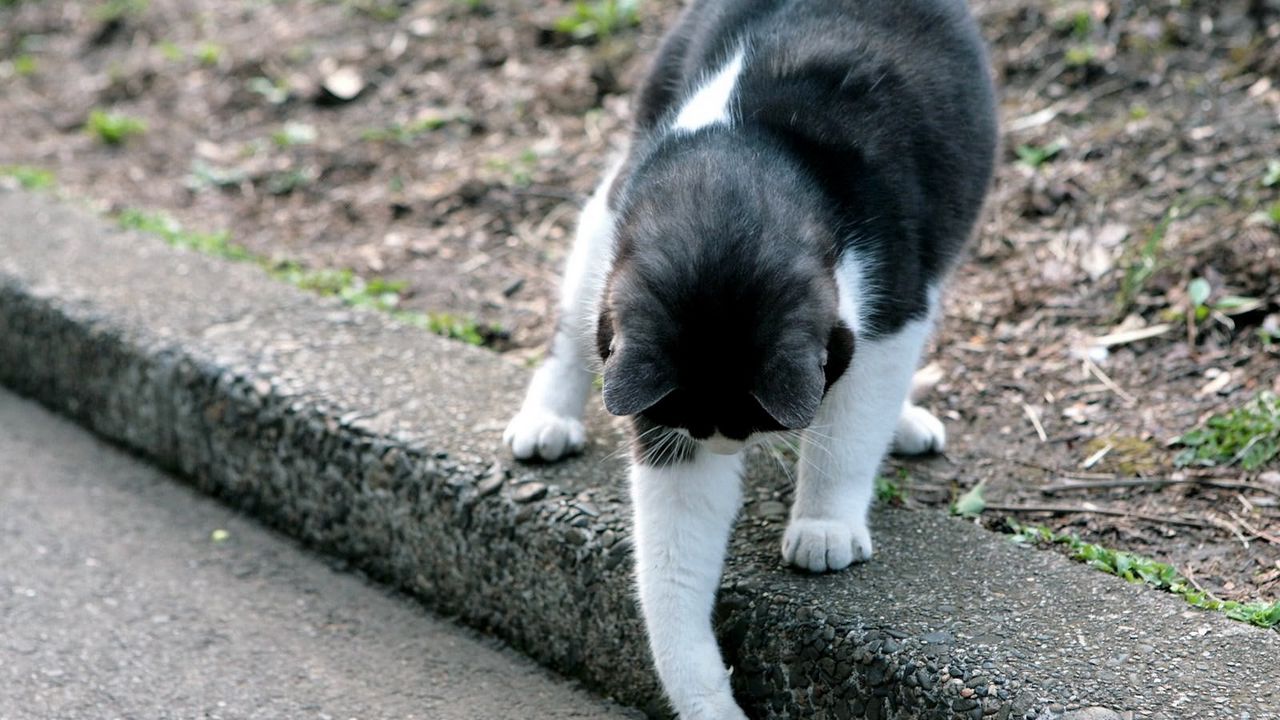Wallpaper cat, street, playful, walk