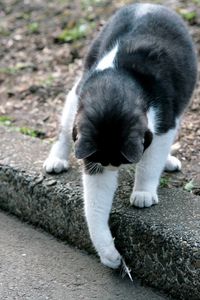 Preview wallpaper cat, street, playful, walk