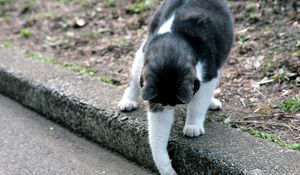 Preview wallpaper cat, street, playful, walk