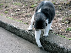 Preview wallpaper cat, street, playful, walk