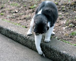 Preview wallpaper cat, street, playful, walk