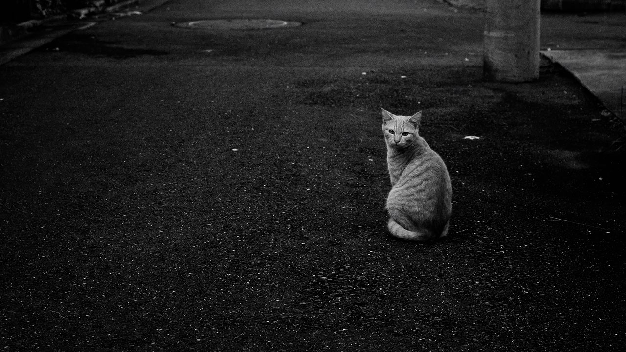 Wallpaper cat, street, road, bw