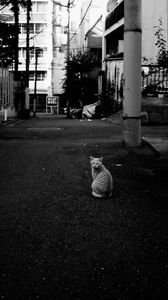 Preview wallpaper cat, street, road, bw