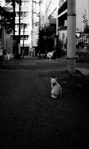 Preview wallpaper cat, street, road, bw