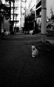 Preview wallpaper cat, street, road, bw