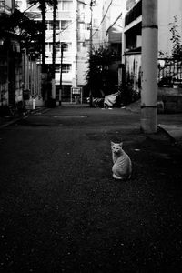 Preview wallpaper cat, street, road, bw