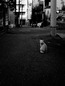 Preview wallpaper cat, street, road, bw
