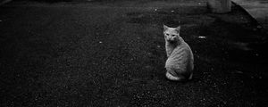 Preview wallpaper cat, street, road, bw