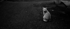 Preview wallpaper cat, street, road, bw