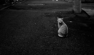 Preview wallpaper cat, street, road, bw