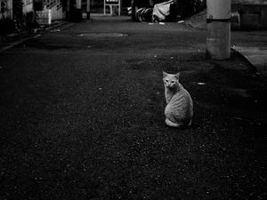 Preview wallpaper cat, street, road, bw