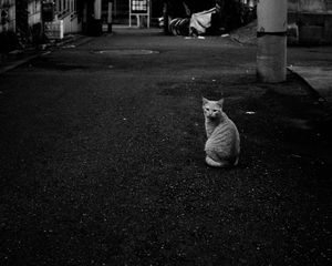 Preview wallpaper cat, street, road, bw