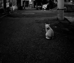 Preview wallpaper cat, street, road, bw