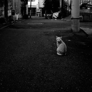 Preview wallpaper cat, street, road, bw