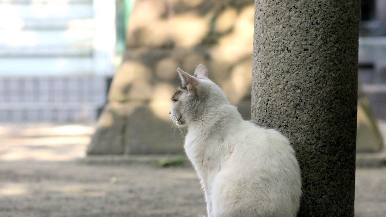 Wallpaper cat, street, sit, sadness