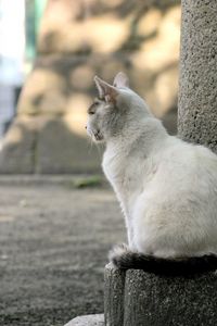 Preview wallpaper cat, street, sit, sadness