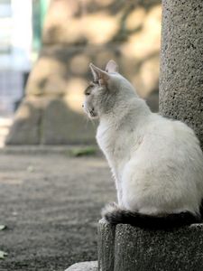 Preview wallpaper cat, street, sit, sadness