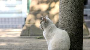 Preview wallpaper cat, street, sit, sadness