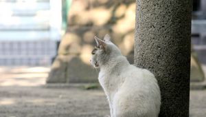 Preview wallpaper cat, street, sit, sadness