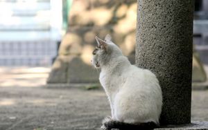 Preview wallpaper cat, street, sit, sadness