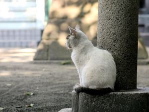 Preview wallpaper cat, street, sit, sadness