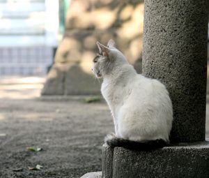 Preview wallpaper cat, street, sit, sadness